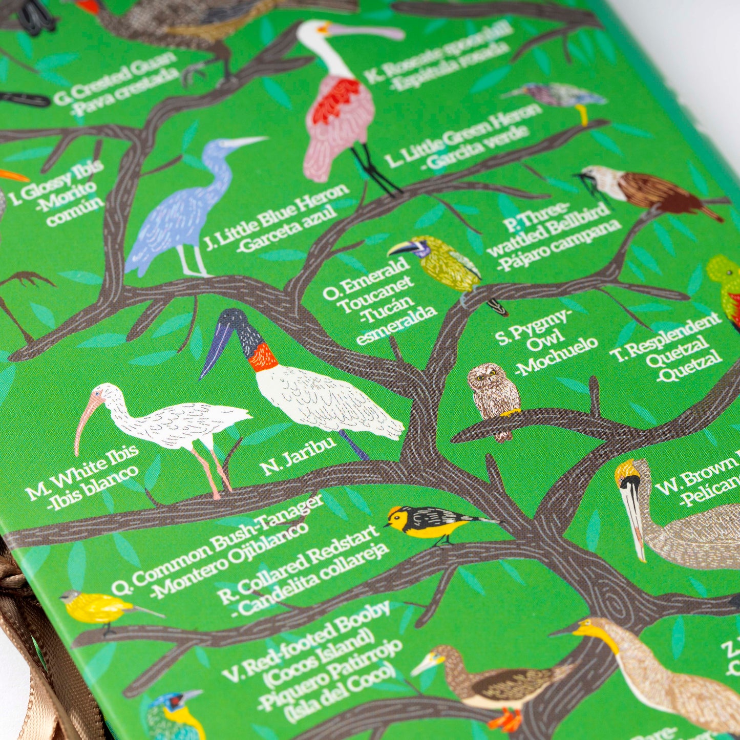Birds of Costa Rica